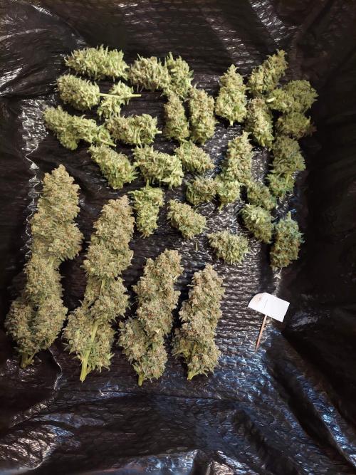The Garden 2020 - Green Poison Fast F1. Week 15