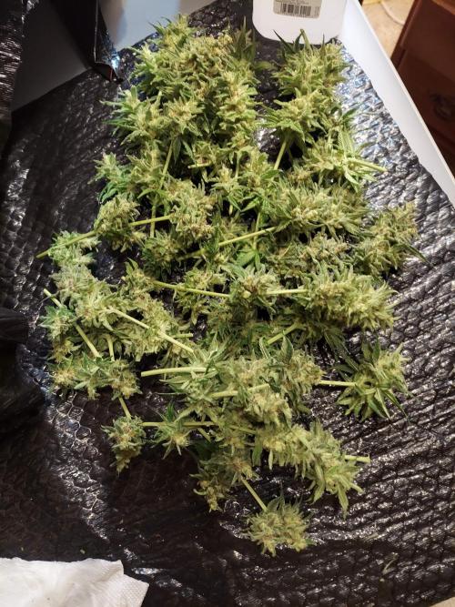 The Garden 2020 - Green Poison Fast F1. Week 15