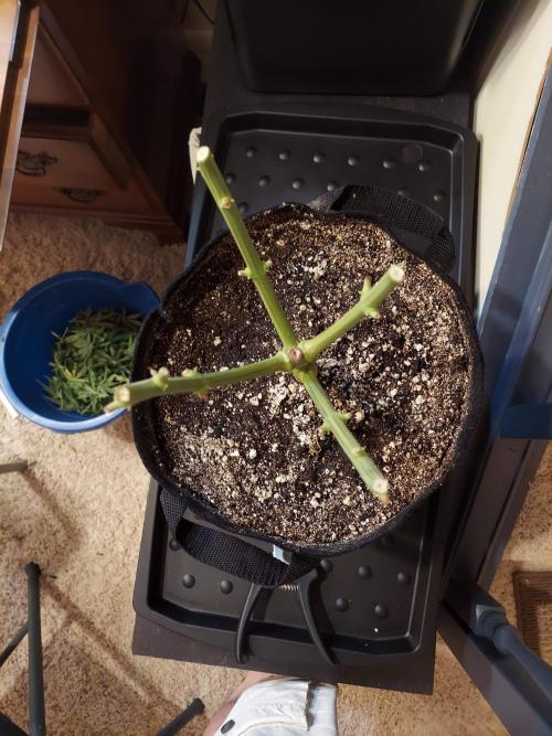 The Garden 2020 - Green Poison Fast F1. Week 15