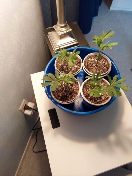 The Garden 2020 - Green Poison Fast F1. Week 1