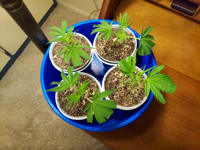 The Garden 2020 - Green Poison Fast F1. Week 1
