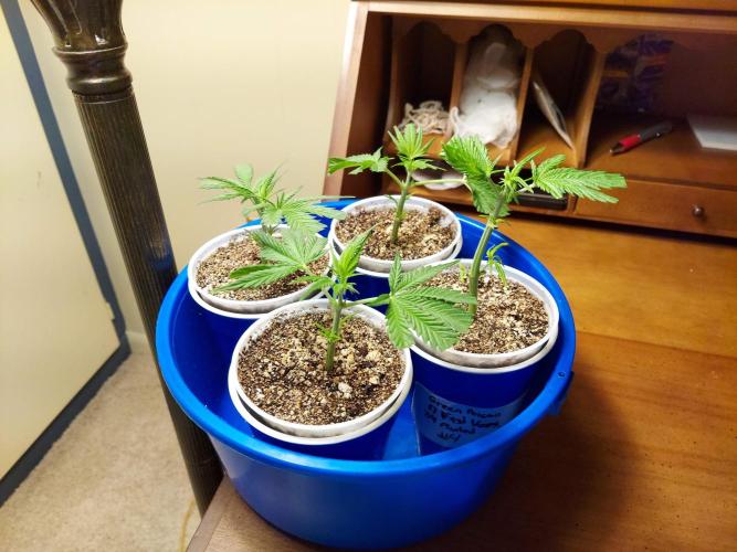 The Garden 2020 - Green Poison Fast F1. Week 1