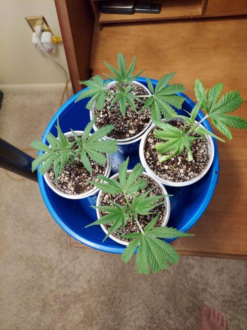 The Garden 2020 - Green Poison Fast F1. Week 2