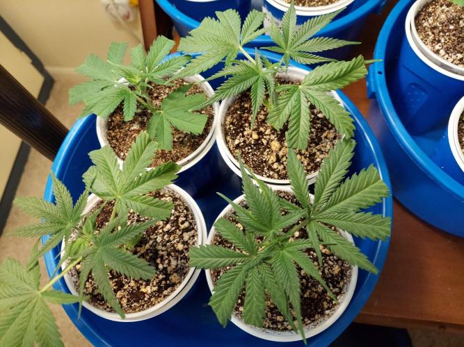 The Garden 2020 - Green Poison Fast F1. Week 3