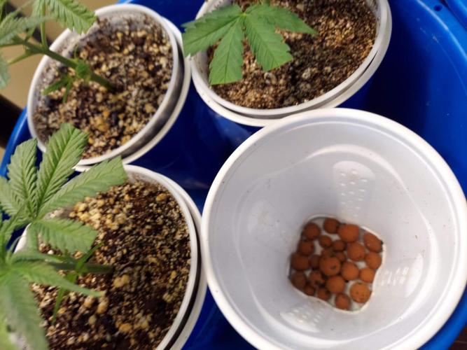 The Garden 2020 - Green Poison Fast F1. Week 3