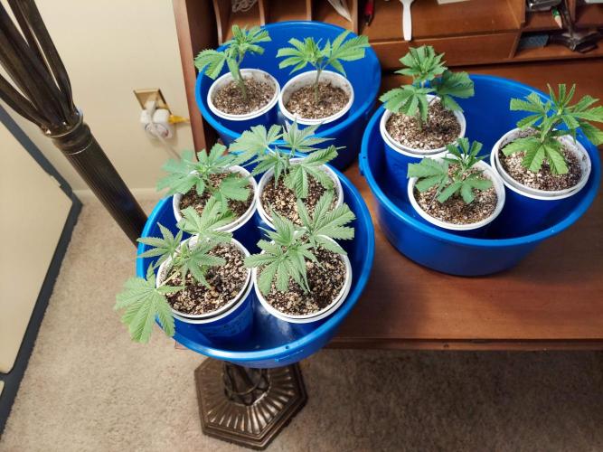 The Garden 2020 - Green Poison Fast F1. Week 3