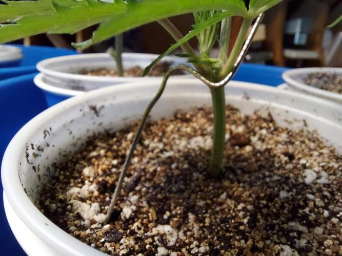 The Garden 2020 - Green Poison Fast F1. Week 3