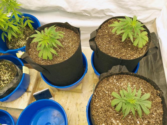 The Garden 2020 - Green Poison Fast F1. Week 4