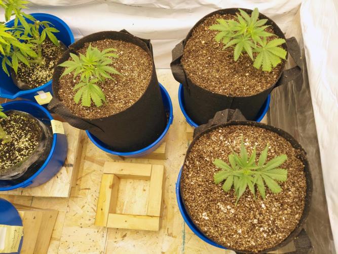 The Garden 2020 - Green Poison Fast F1. Week 4