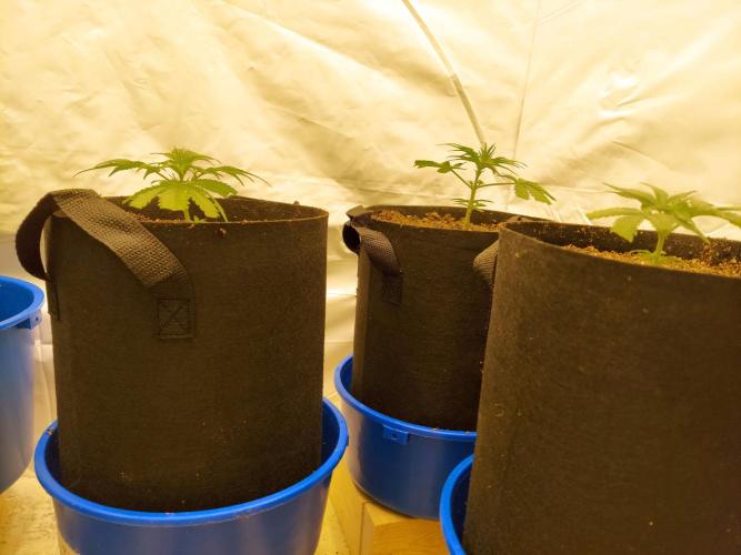 The Garden 2020 - Green Poison Fast F1. Week 4