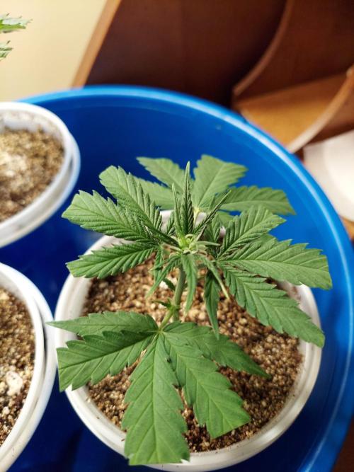 The Garden 2020 - Green Poison Fast F1. Week 4