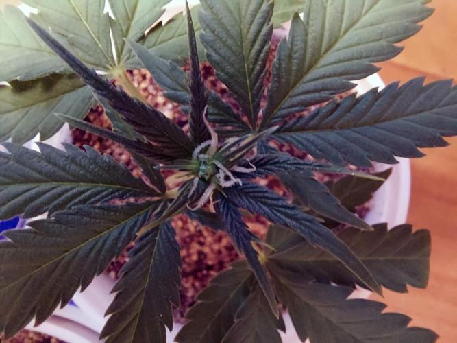 The Garden 2020 - Green Poison Fast F1. Week 4