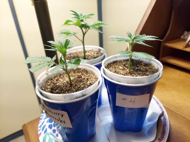 The Garden 2020 - Green Poison Fast F1. Week 4