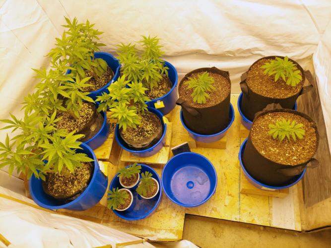 The Garden 2020 - Green Poison Fast F1. Week 4