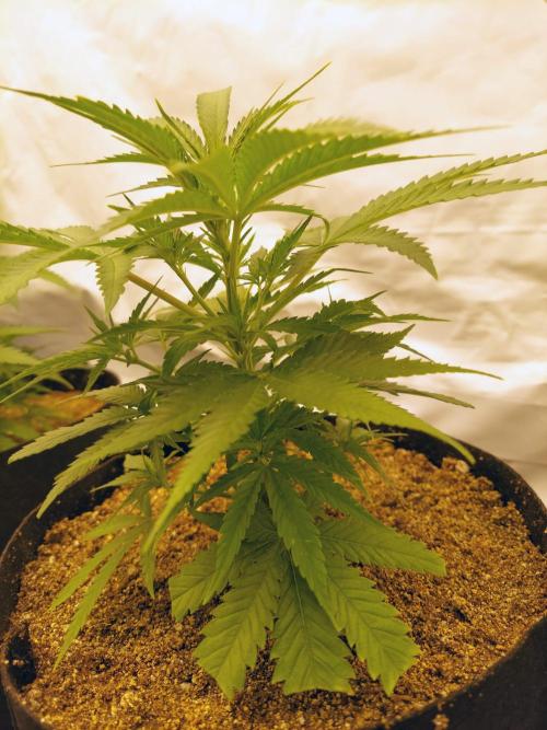 The Garden 2020 - Green Poison Fast F1. Week 5