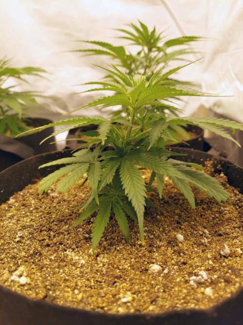 The Garden 2020 - Green Poison Fast F1. Week 5