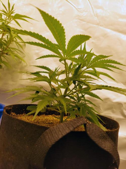 The Garden 2020 - Green Poison Fast F1. Week 5