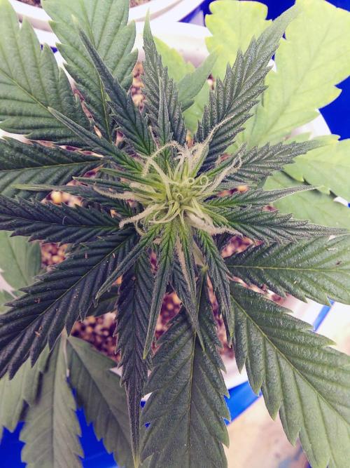 The Garden 2020 - Green Poison Fast F1. Week 5