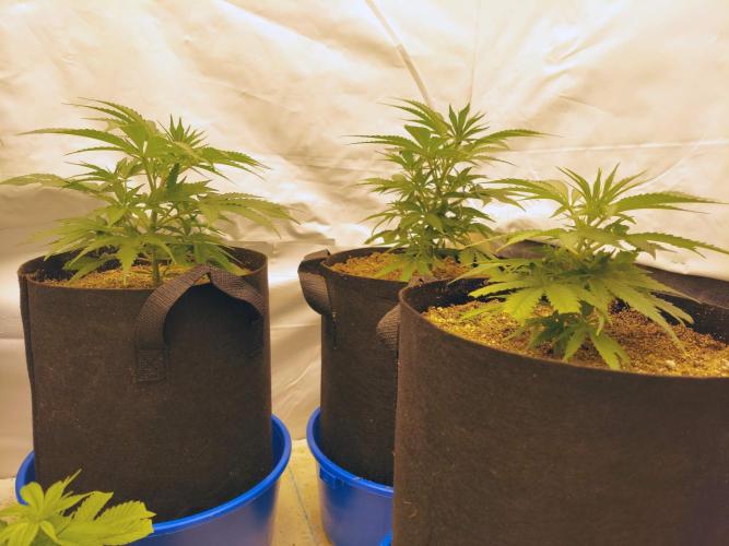 The Garden 2020 - Green Poison Fast F1. Week 5