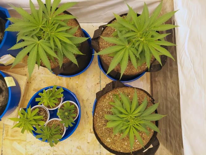 The Garden 2020 - Green Poison Fast F1. Week 5