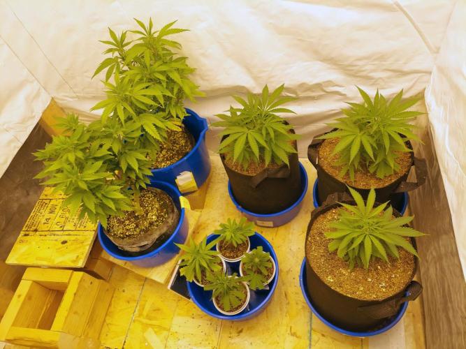 The Garden 2020 - Green Poison Fast F1. Week 5