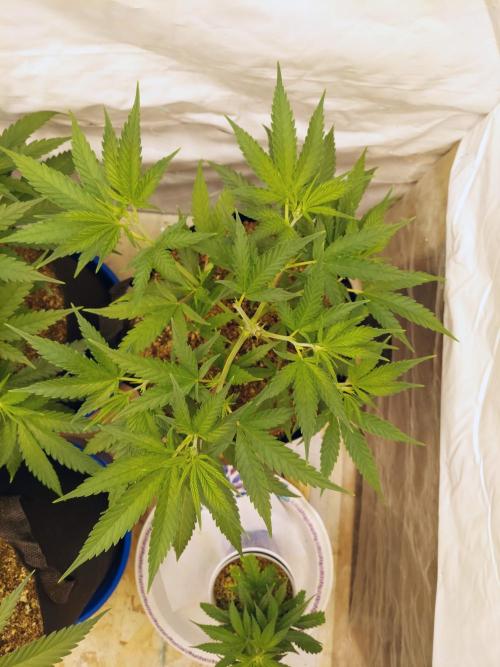 The Garden 2020 - Green Poison Fast F1. Week 6