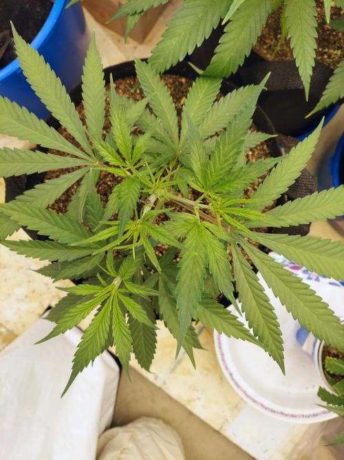 The Garden 2020 - Green Poison Fast F1. Week 6
