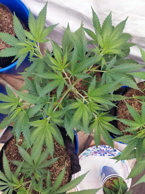 The Garden 2020 - Green Poison Fast F1. Week 6