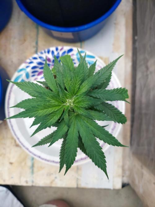 The Garden 2020 - Green Poison Fast F1. Week 6