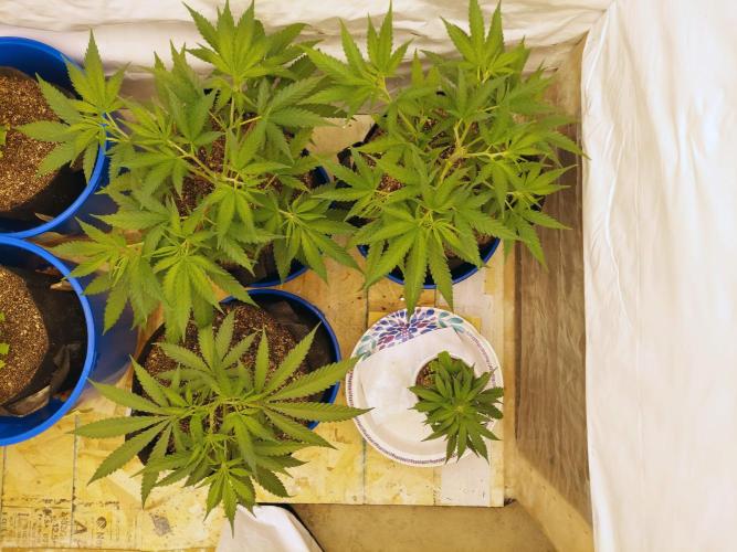 The Garden 2020 - Green Poison Fast F1. Week 6