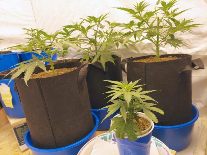 The Garden 2020 - Green Poison Fast F1. Week 6