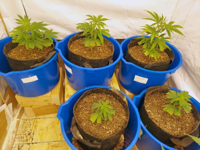 The Garden 2020 - Green Poison Fast F1. Week 6