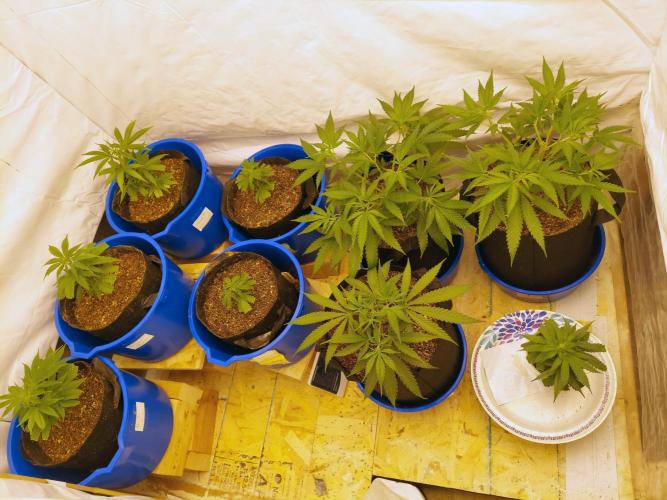 The Garden 2020 - Green Poison Fast F1. Week 6