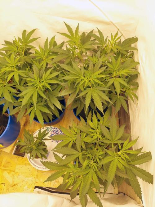 The Garden 2020 - Green Poison Fast F1. Week 7