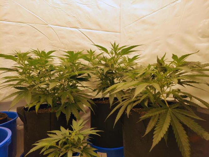 The Garden 2020 - Green Poison Fast F1. Week 7
