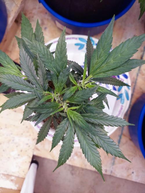 The Garden 2020 - Green Poison Fast F1. Week 7