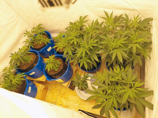 The Garden 2020 - Green Poison Fast F1. Week 7