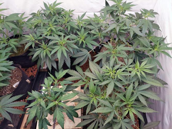 The Garden 2020 - Green Poison Fast F1. Week 8