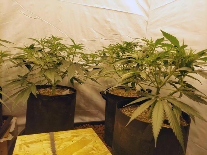 The Garden 2020 - Green Poison Fast F1. Week 8