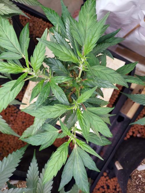 The Garden 2020 - Green Poison Fast F1. Week 8