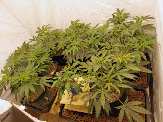 The Garden 2020 - Green Poison Fast F1. Week 8