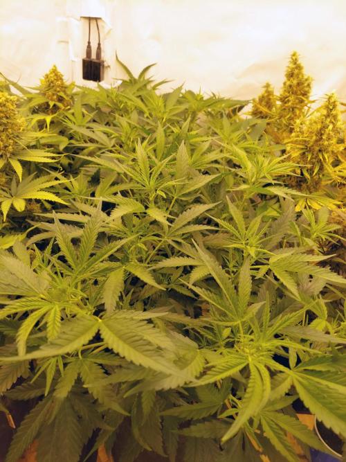 The Garden 2020 - Green Poison Fast F1. Week 9