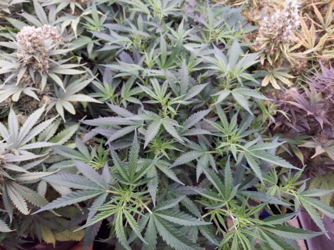 The Garden 2020 - Green Poison Fast F1. Week 9