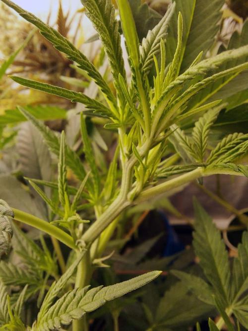 The Garden 2020 - Green Poison Fast F1. Week 9