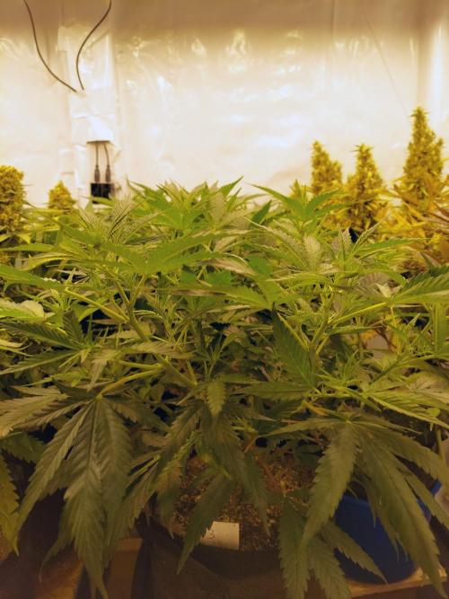 The Garden 2020 - Green Poison Fast F1. Week 9