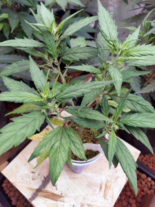 The Garden 2020 - Green Poison Fast F1. Week 9