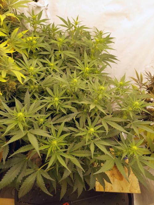 The Garden 2020 - Green Poison Fast F1. Week 10