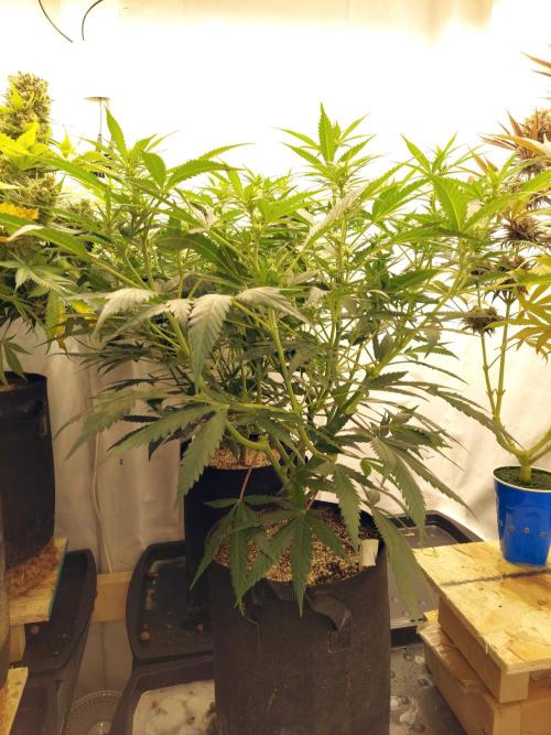 The Garden 2020 - Green Poison Fast F1. Week 10