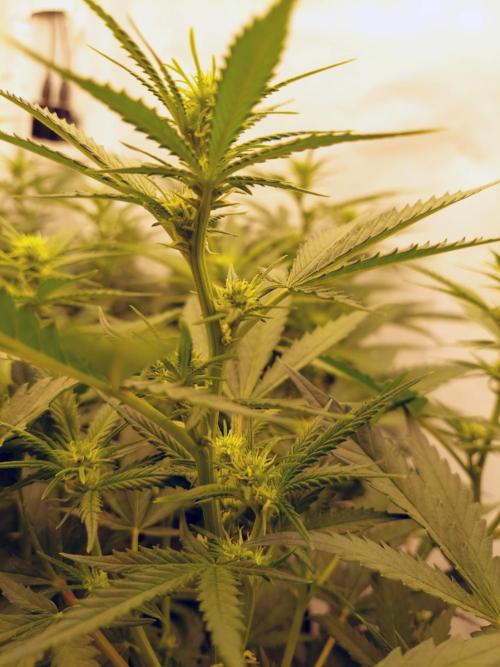 The Garden 2020 - Green Poison Fast F1. Week 10