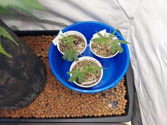 The Garden 2020 - Green Poison Fast F1. Week 10